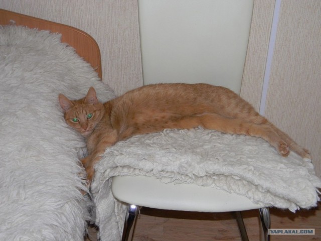 Котовторник (07.02.2012)