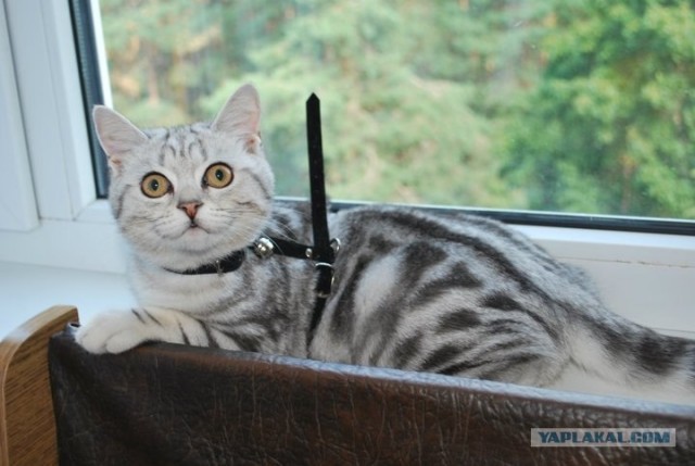 Котовторник 24.04.2012