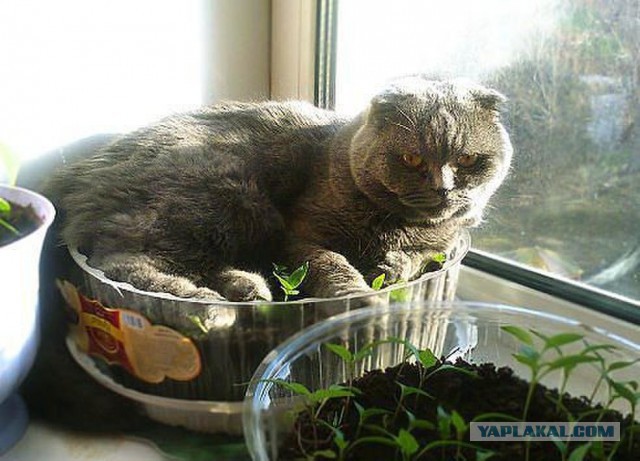 Прикольных котов пост
