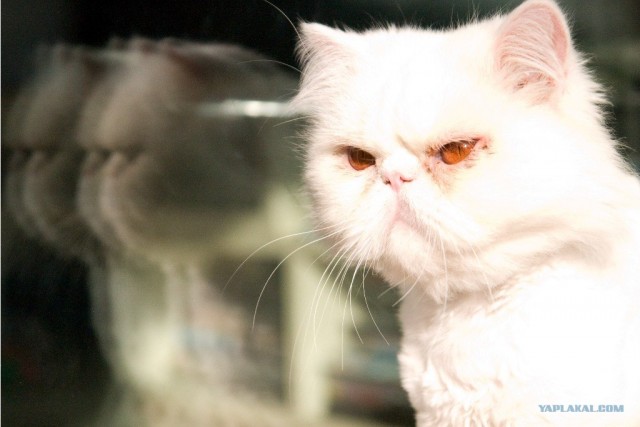 Котовторник (15.05.2012)