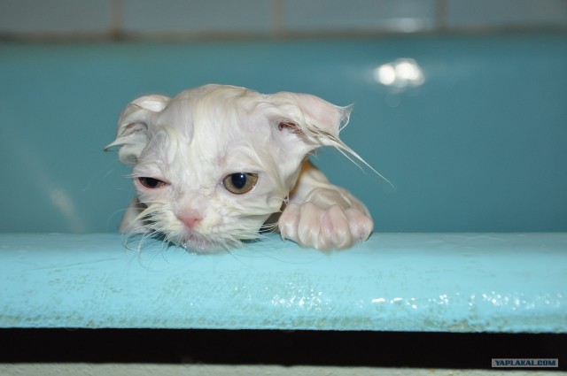 Котовторник  19.06.2012