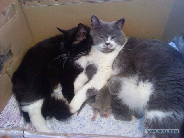 Котовторник  17.07.2012