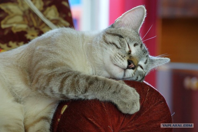 Котовторник 31.07.2012 г.