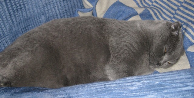 Котонянька и котовторник