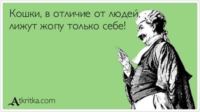 Три факта о кошках, которые вы, возможно, не знали