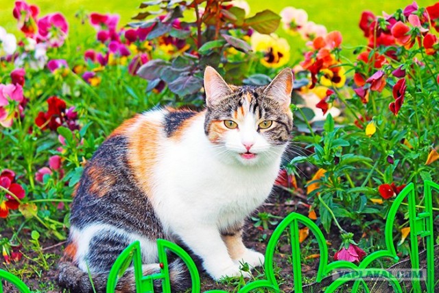 Котовторник ( 23.10. 2012. )