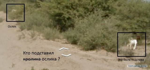 Google мобиль сбил ослика?