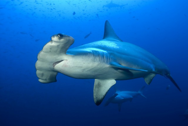 Зачем акуле-молот на голове этот самый молот?