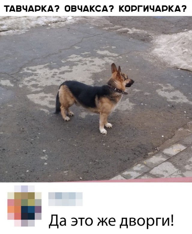 Живность из сети