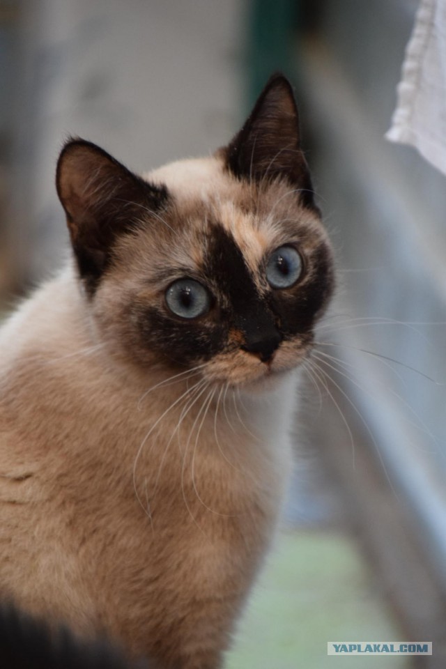 Котовторник 18.06.2019