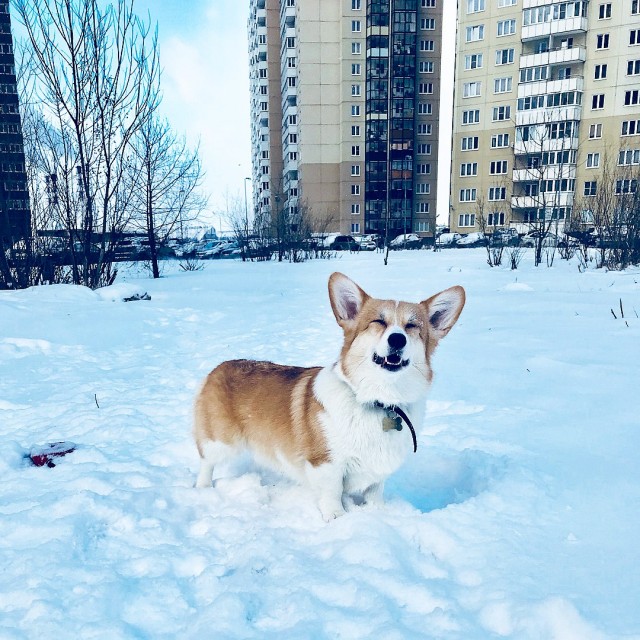 Живность из сети