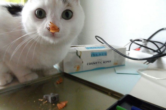 Зверушки