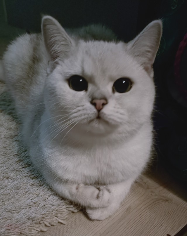 Последний котовторник 2020 года
