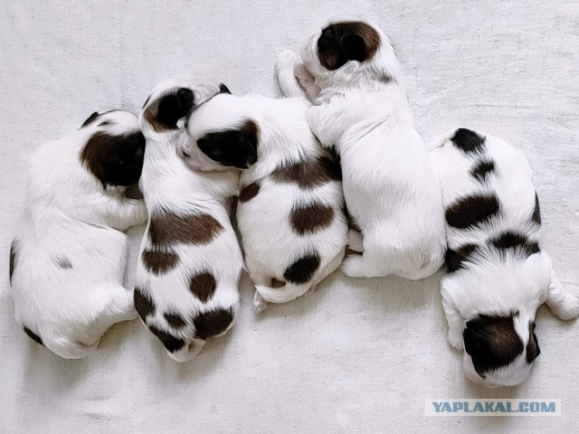 Женщина, у вас щенки рассыпались