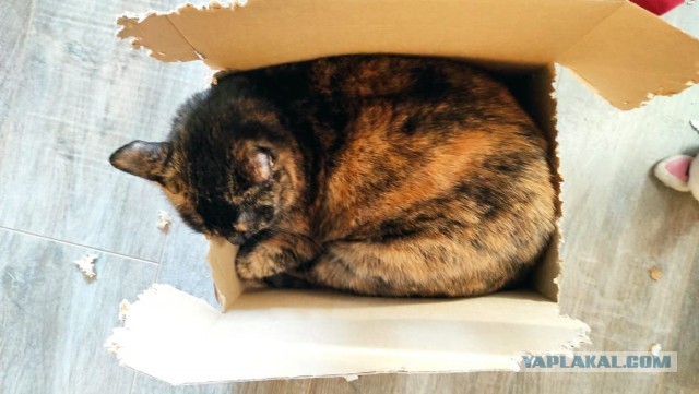 Котовторнику быть!