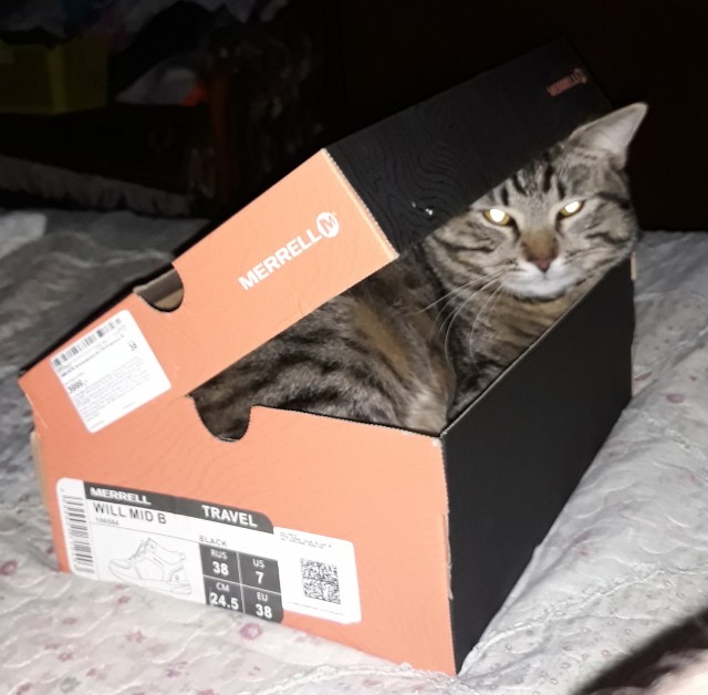 Котовторник!