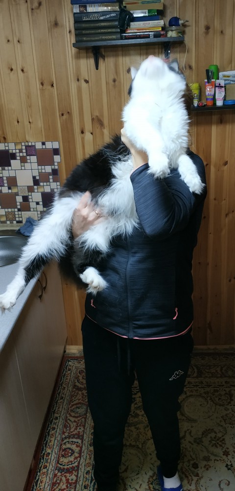 Котовторник же очередной