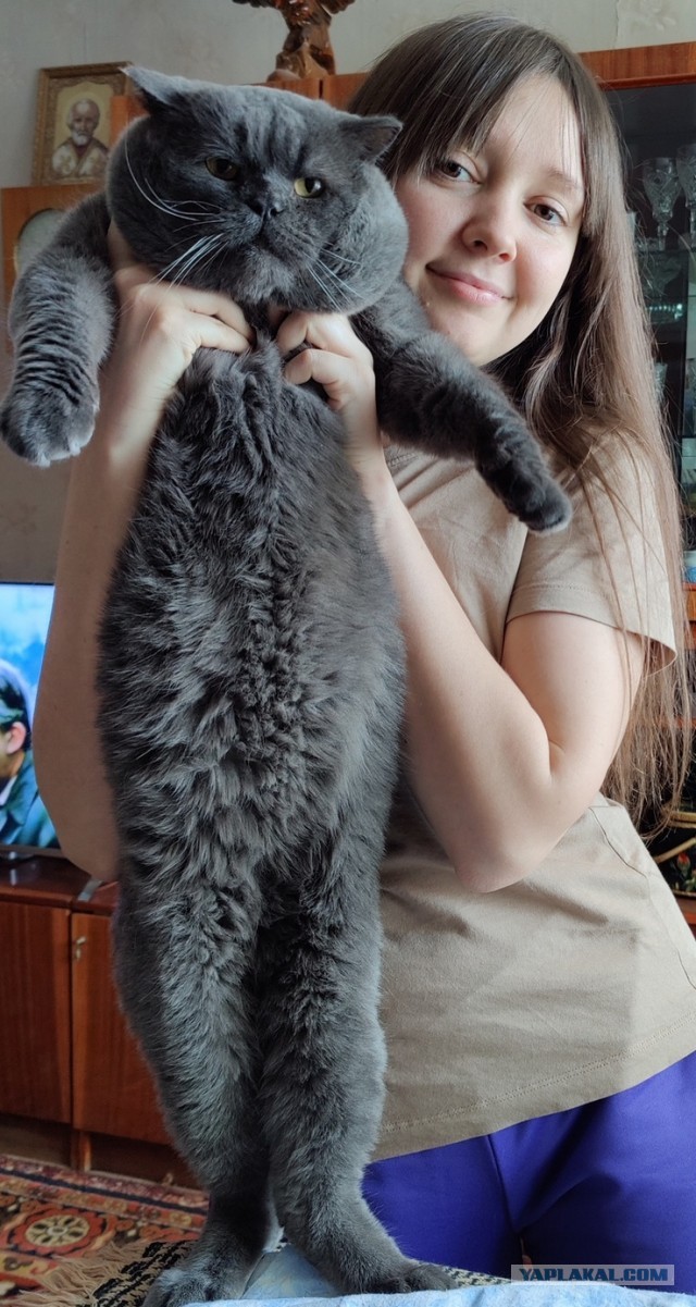 Хоба! Котовторник!