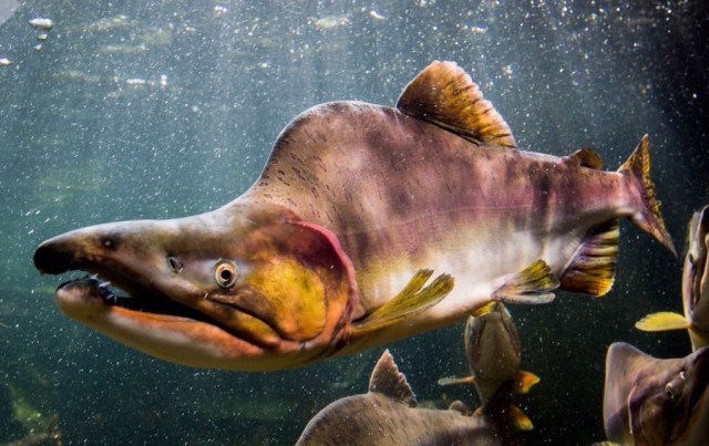 В Норвегии Александр поймал 35 русских лососей, которые могут стать угрозой для норвежских нерестовых рек