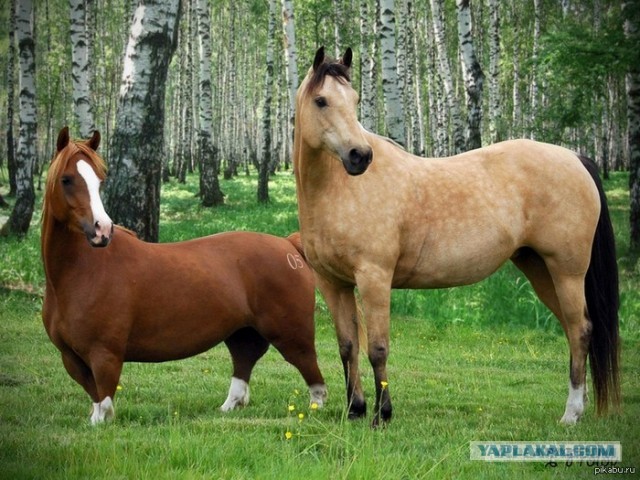 Чем выше горы, тем ниже приоры. Зачем они это делают?