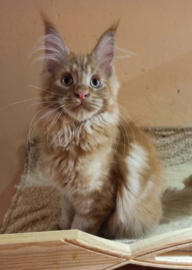 Последний котовторник лета