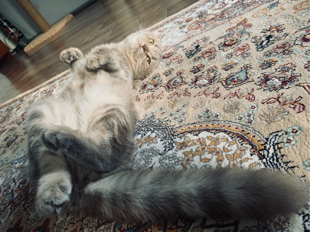 Солнце котовторника уже встало, Господа!