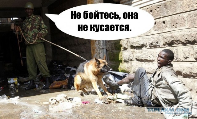 Не бойся, он не кусается