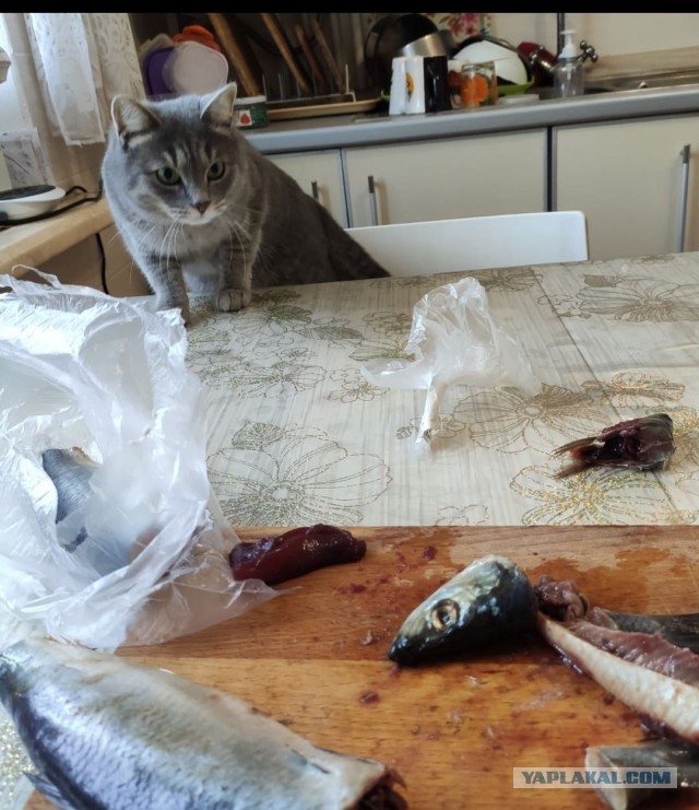 Много рыбОв и кОтов, коллеги!