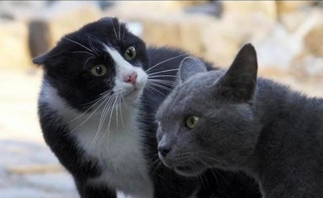 Солатеговая тема