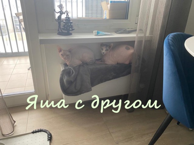 Жизнь домашнего приюта "Котоленд" 330