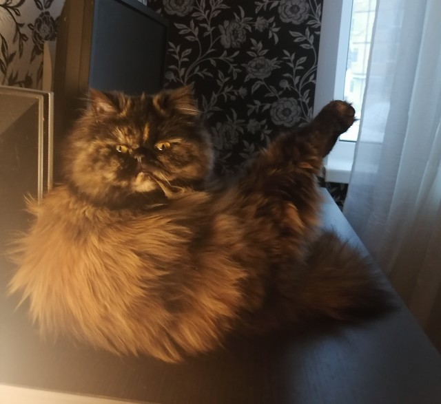 Виды хоба