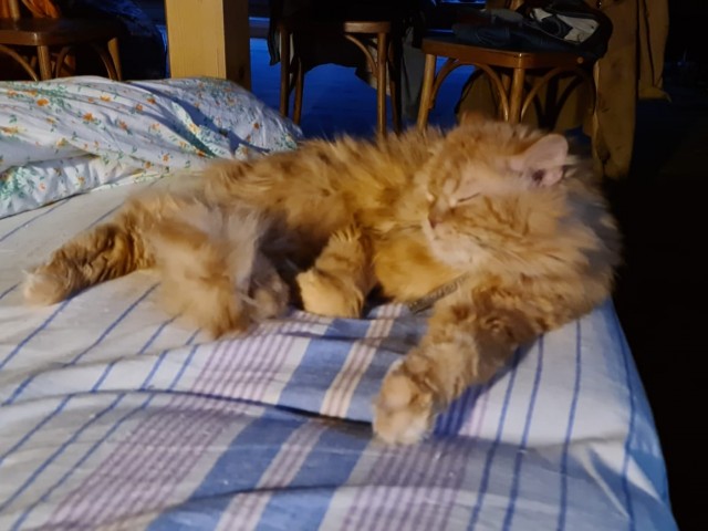 Котовторник 19.07.22