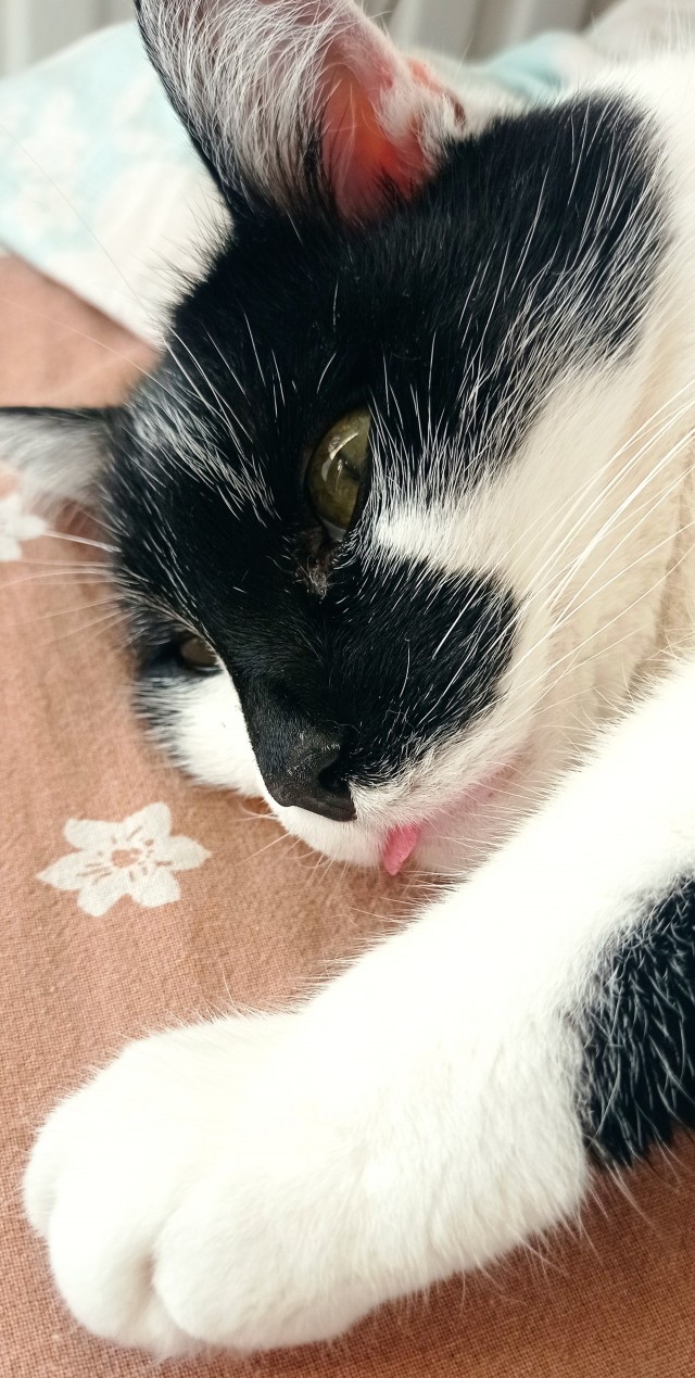 Отдали кота