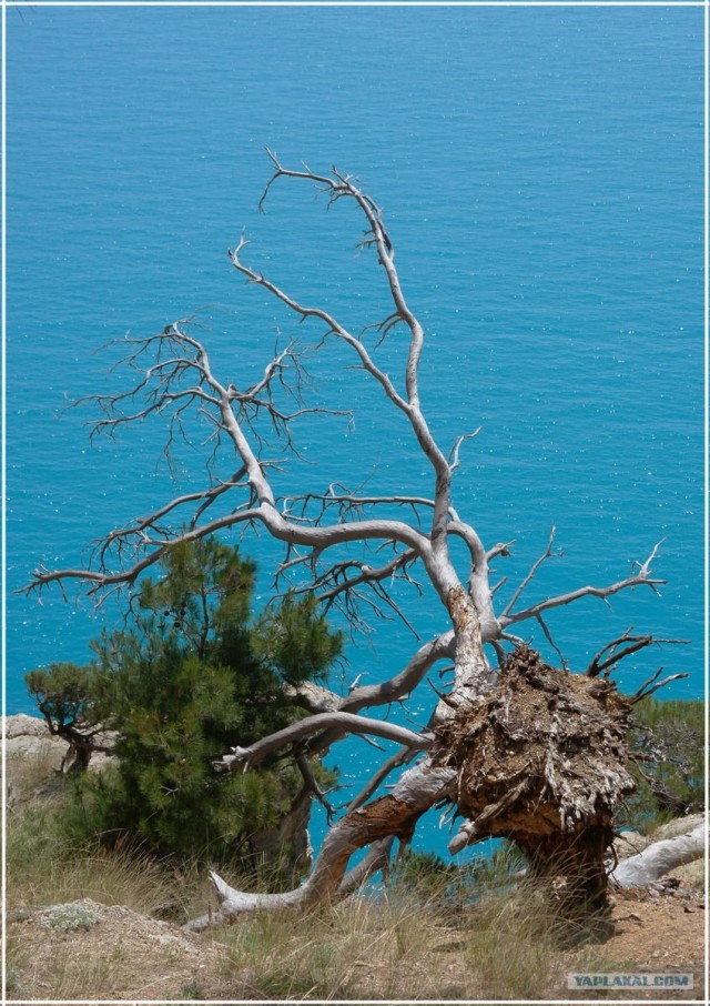 Крым. Мыс Ая. Деревья моря.