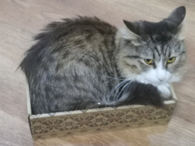 Котовторник