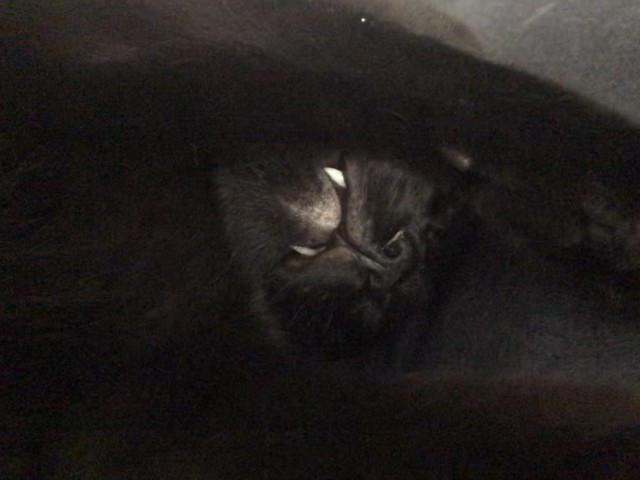 Чёрные коты не такие
