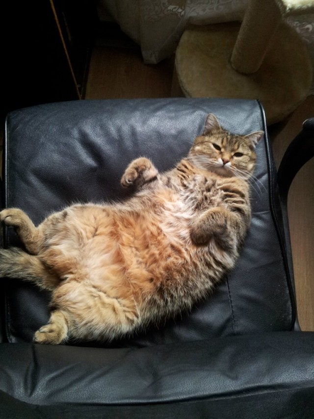 Котовторнику посвящается