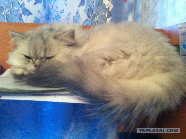 Котовторник 09.04.2013