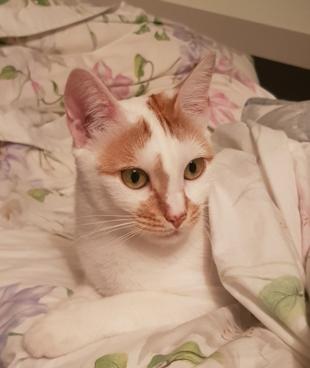 Игра бильбоке. Котовариант