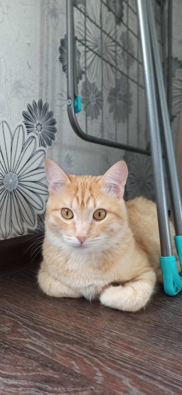 Начинаем котофторник?
