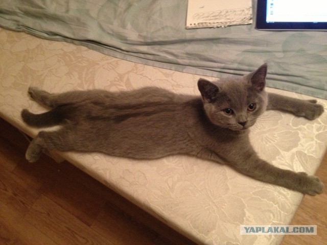 Котовторник 16.04.2013
