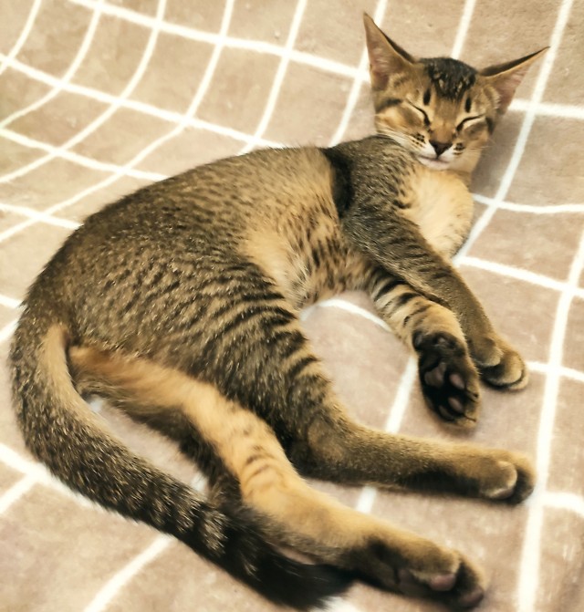 Ненужный кот