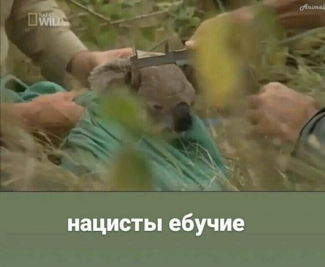 Batcat или catman