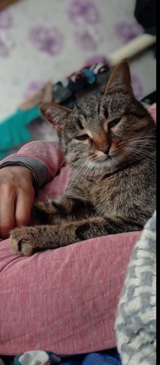 Веселая ферма: кошка из капкана оказалась домашней