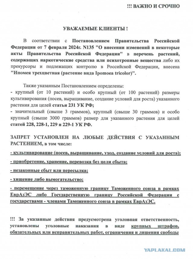 Россиян предупредили, какой цветок теперь нельзя выращивать на даче