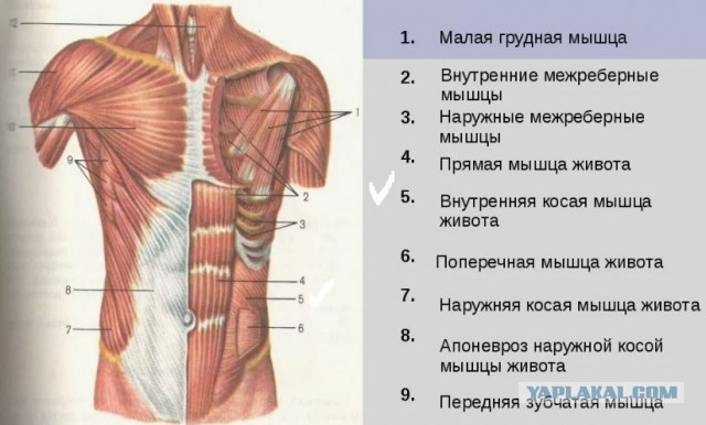 Задолбал мамон