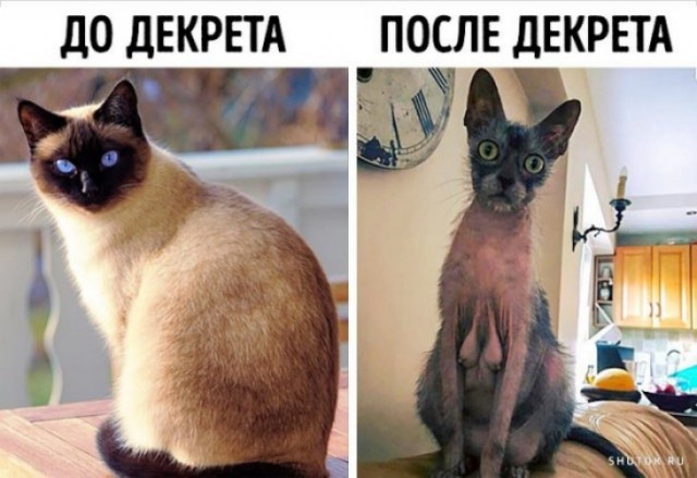 "Невыносимая радость материнства": мамы кошки, уставшие от котят