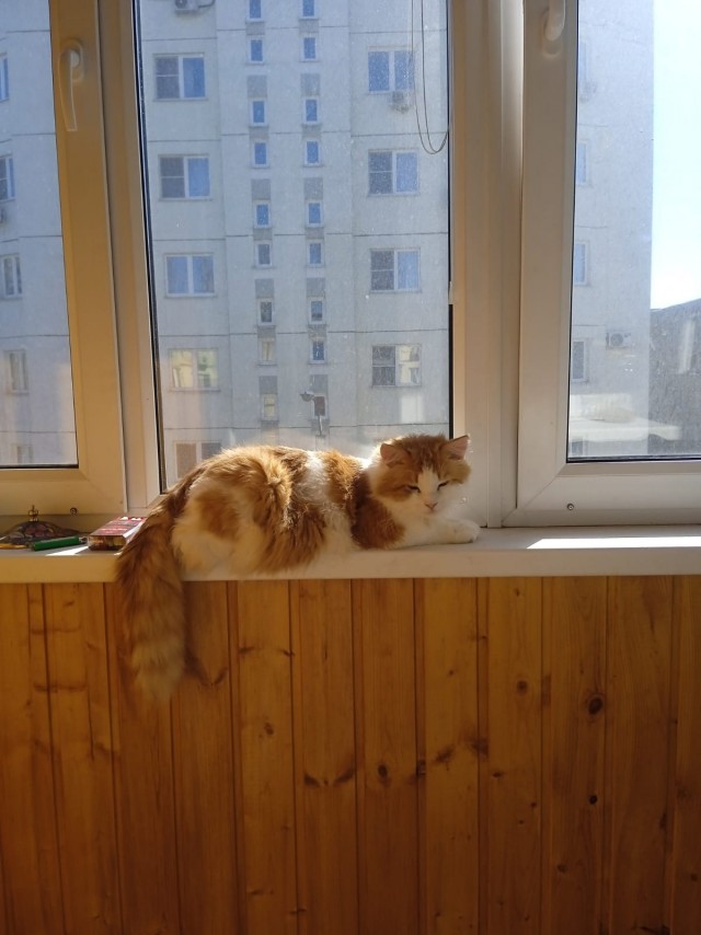 История одной кошки.