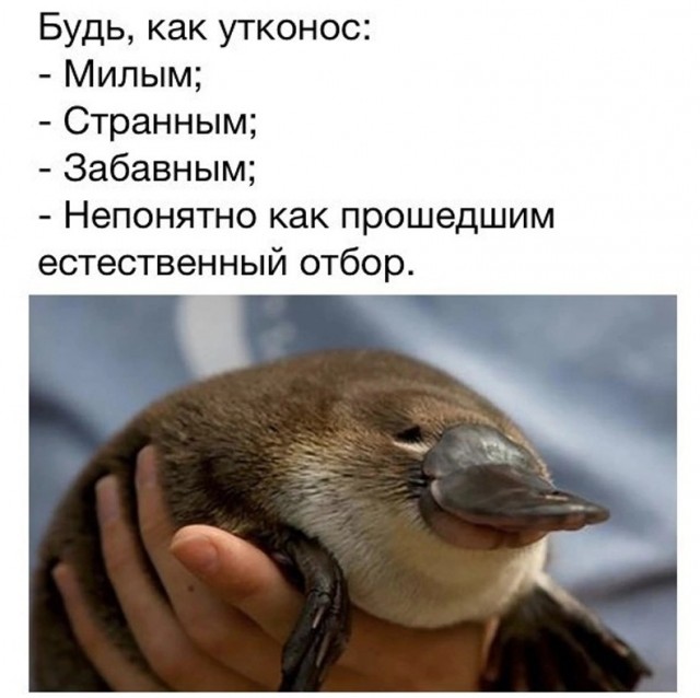 Картинки с текстом для настроения