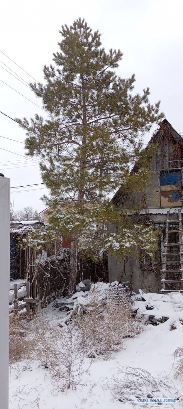 Первые 2 года жизни ёлочки за 60 секунд